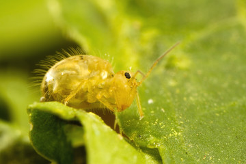 A strange tiny (about 2mm/ 1/16 inch) insect: Globular Springtail