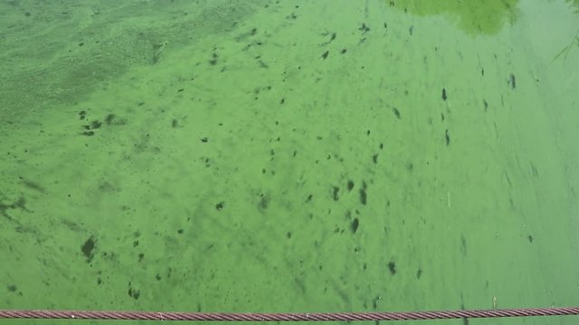 Быстрое течение цветущей воды в реке
