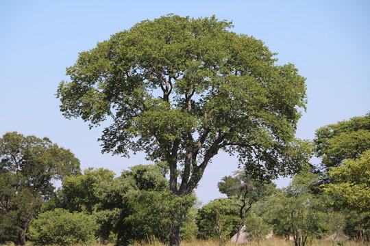 Sclerocarya birrea in Botswana, Africa