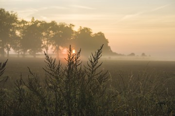 countryside  with fog in the morning