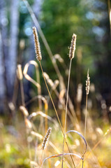 Dry blade of grass in autumn forest