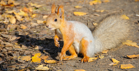 Squirrel in the autumn forest