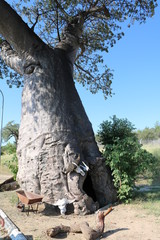 Fototapeta na wymiar Thick trunk of baobab tree in Botswana, Africa