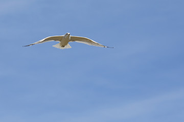 Fototapeta na wymiar White gull gliding with a blue sky