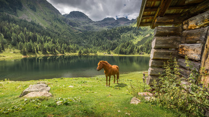 Pferd am Bergsee © conuw
