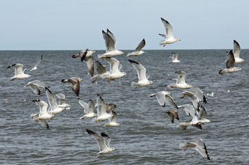 Gulls flying low over Lake Erie