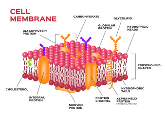 Cell membrane , pink membrane vector