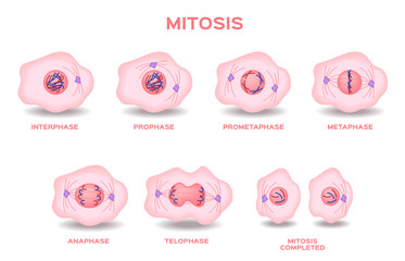 mitosis, the process of cell division and multiplication vector . pink color of mitosis cell .  - obrazy, fototapety, plakaty