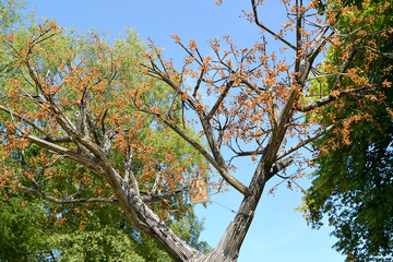AMBER, RUSSIA. Krone of an amber tree against th