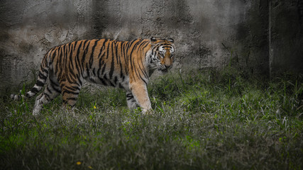 Fototapeta na wymiar Tiger advances warily in the meadow