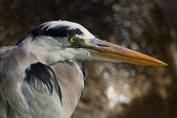 Grey Heron taking a shower under a fountain