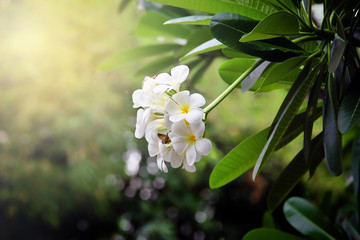 frangipani tropical flower, plumeria flower blooming on tree in the rainny season, spa flower