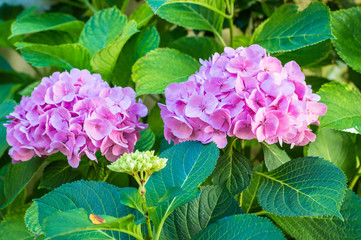 pink flowers in the garden