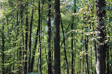 Fototapeta premium Trees in a green forest