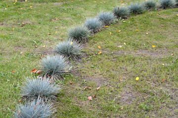 The fescue blue (gray) (Festuca cinerea) is planted on a lawn
