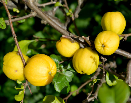 Ripe fruits of a quince Japanese (Chaenomeles japonica (Thunb.)