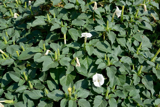 Blossoming of a dope Indian (harmless) (Datura inoxia Mill.)