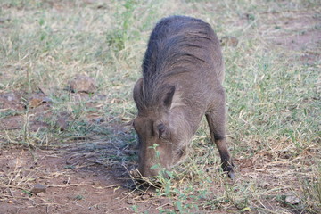 Portrait of male warthog, Botswana Africa