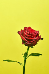 Beautiful red rose flower on a yellow background.