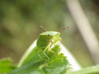 Chinch Bug in nature