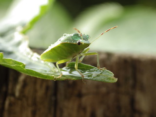 Chinch Bug in nature