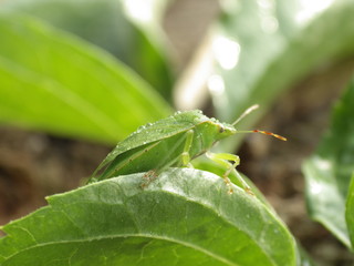 Chinch Bug in nature