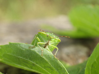 Chinch Bug in nature