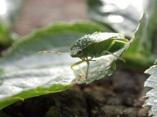 Chinch Bug in nature