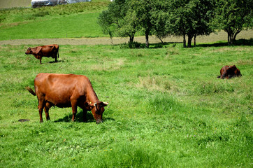 Cow on pasture © Artur Henryk