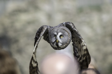 Great Grey Owl flying low over people's heads