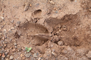 Animal tracks of Warthogs, Botswana Africa
