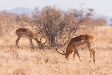 antilope impala in Samburu National Park, Kenya Africa