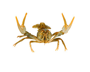 alive crayfish isolated on white background