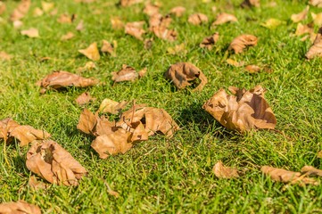 Background with autumn colorful leaves