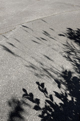 道路ぎわの草の影