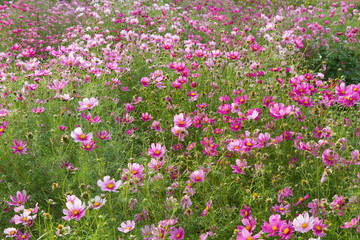 Wiesenblumen