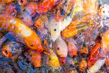 colored decorative china carps koi in pool
