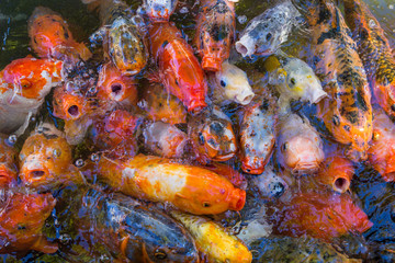 Obraz na płótnie Canvas colored decorative china carps koi in pool