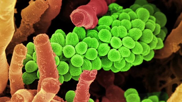 Streptomyces coelicoflavus bacteria, SEM