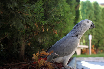 African gray parrot side shot