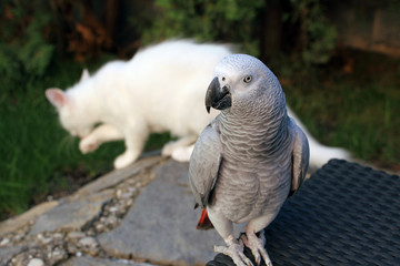 African gray parrot with blured white cat