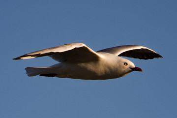 Seagull in flight with a blue sky background
