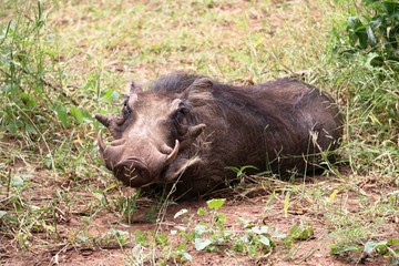 Break of a warthog at the Chobe National Park in Botswana Africa