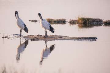 Heron in Lake Nakuru National Park Kenya Africa