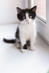 Portrait of a beautiful kitty cat on the windowsill