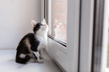 Portrait of a beautiful kitty cat on the windowsill