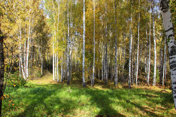 Tall slender white birch trunks in a golden dress  Russian autum