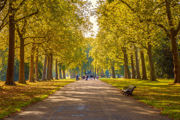 Met bomen omzoomde straat in Hyde Park London, herfstseizoen