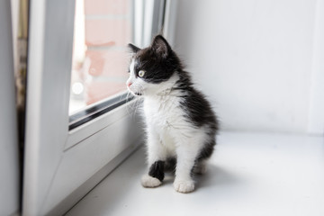 Portrait of a beautiful kitty cat on the windowsill