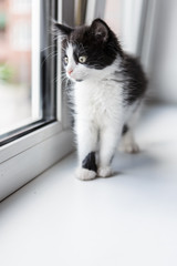 Portrait of a beautiful kitty cat on the windowsill